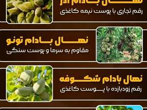 خرید و قیمت نهال بادام فرانیس در اصفهان
