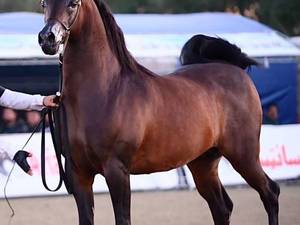 ثبت نام کلاس سوارکاری حرفه‌ای شهریار