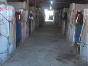 دوره آموزش سوارکاری با مربی حرفه‌ای شهریار