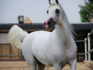 کلاس سوارکاری مبتدی تا پیشرفته در شهریار