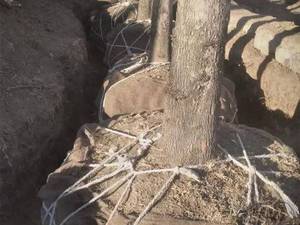 خرید انواع درخت چنار در بزرگترین نهالستان اصفهان