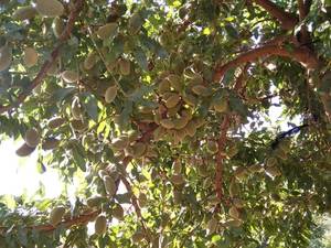 قیمت نهال بادام آمریکایی در بادرود نطنز