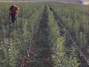 انواع نهال بادام پوست کاغذی در چمگردان