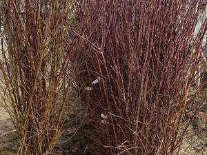 قیمت نهال بادام رقم ربیع در دستگرد