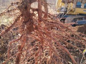 قیمت نهال بادام منقا در ورنامخواست