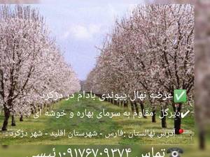 قیمت انواع نهال بادام سنگی در دیزیچه