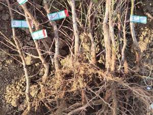 فروش نهال بادام شمشیری در دهاقان