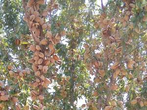 قیمت نهال بادام شاهرودی رقم 7 در درچه