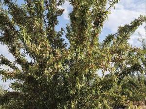 قیمت نهال بادام شاهرودی در بوئین‌ میاندشت