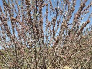 قیمت نهال بادام رقم دژکرد در کوهپایه