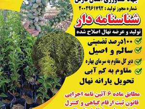 فروش نهال بادام سوپر نوا مناسب باغ در اقلید