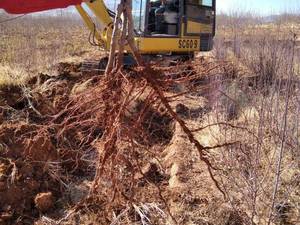 قیمت عمده نهال بادام رقم آذر در هرند