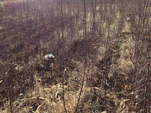 قیمت نهال بادام مامایی پیوندی اقلید