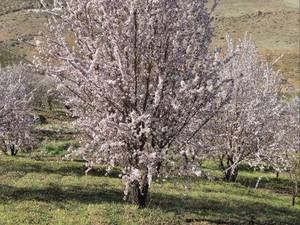 خرید و قیمت نهال بادام ربیع در اقلید