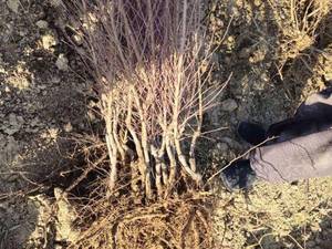 قیمت نهال بادام رقم شکوفه در ورزنه