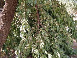 قیمت نهال بادام رقم سهند درگزبرخوار