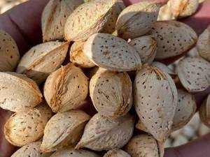 قیمت نهال بادام رقم کاغذی درسمیرم