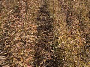 خرید و قیمت نهال بادام سنگی در نائین