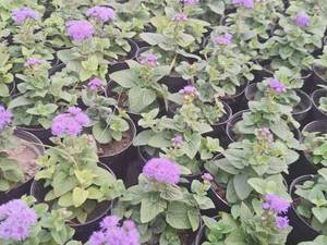 تولید و فروش گل ابری آبی با کیفیت اصفهان