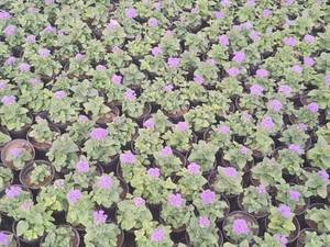 فروش عمده گل فصلی و زینتی اصفهان