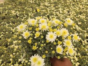 فروش عمده گل فصلی و زینتی اصفهان