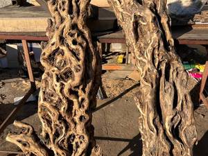 فروش چوب زیتون