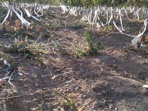 قیمت نهال بادام رقم مامایی در نوش آباد