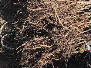 قیمت نهال بادام رقم اذر در کوشک