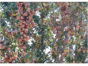 خرید و قیمت نهال بادام رقم سوپر نوا اقلید