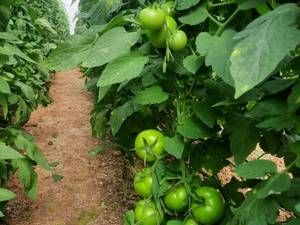 تولید و فروش عمده گوجه فرنگی در همدان