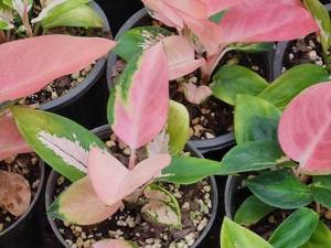 فروش گل آگلونما صورتی (کوچین) در گیلان رشت