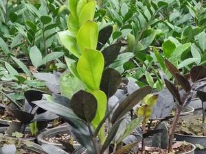 قیمت گل زاموفیلیا بلک در زنجان