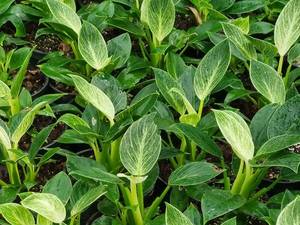 قیمت گل فیلودندرون برکین در کرج