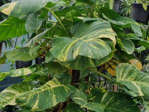 تولید و فروش پیتوس کینگ در‌ مازندران