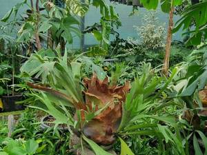 فروش گل شاخ گوزنی در رشت گیلان