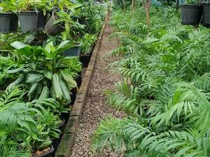 فروش زیباترین گلهای آپارتمانی مقاوم در رشت