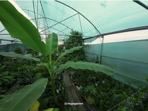 خرید گل و گیاه باکیفیت از گلخانه در رشت