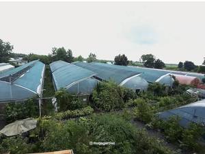 خرید گل و گیاه باکیفیت از گلخانه در رشت