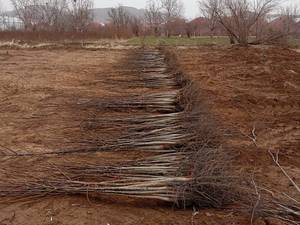 فروش نهال گردو تویسرکان در اصفهان