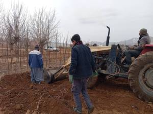 قیمت نهال گردو تویسرکان در تیران