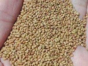 فروش بذر یونجه رنجرآمریکایی در اراک