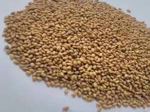 فروش بذر یونجه رنجرآمریکایی در اراک