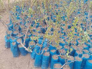 خرید و قیمت زرشک پفکی و پاکتی در میاندوآب