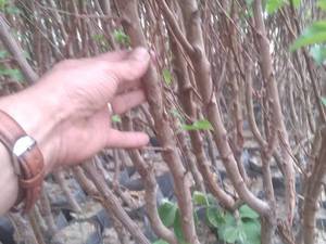 فروش عمده و خرده نهال میوه در اصفهان