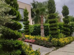 قیمت درختچه های زینتی فضای باز در شهریار