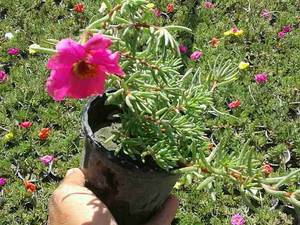 گل های عطر دار