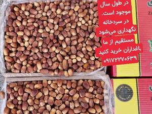 فروش خرما زاهدی درجه یک در شیراز