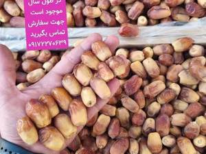 خرید خرمای زاهدی بسته بندی شده قیروکارزین
