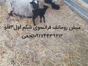 میش رومانف فرانسوی