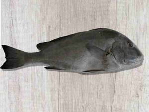 فروش ماهی خنو در بندر عباس